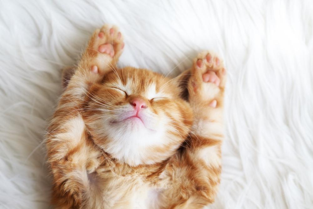Chat